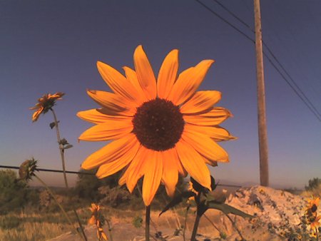 sunflower.jpg