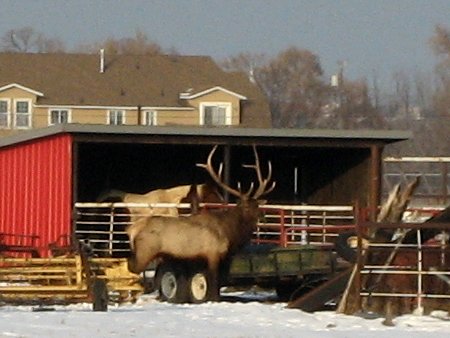 elk.jpg